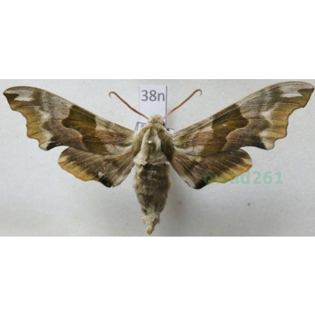 Mimas tiliae (Linnaeus, 1758) Nastrosz lipowiec Poland38n